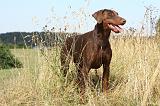 DOBERMANN 1103